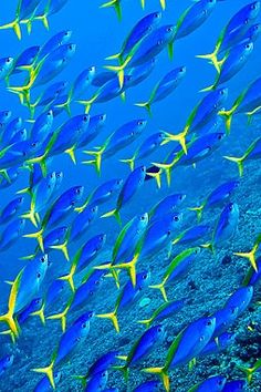 a school of blue fish swimming over a coral reef in the ocean with lots of yellow fins