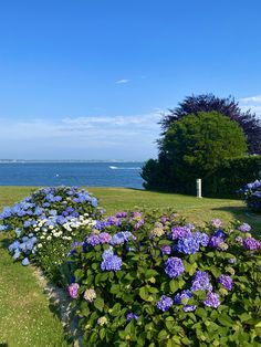 blue and white flowers are growing in the grass by the water on a sunny day