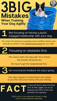 a dog sitting in a blue tube with the words 3 big things when training your dog agility