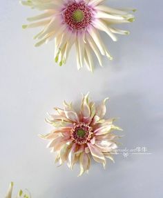 three pink and white flowers on a white surface