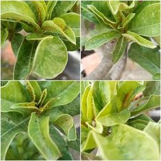 four different pictures of green leaves with brown bugs on them, and the same one is showing