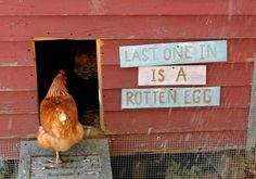 a chicken is standing in the open door of a red barn with words written on it