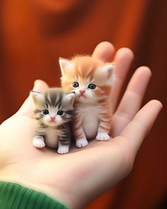 two tiny kittens sitting on top of someone's hand