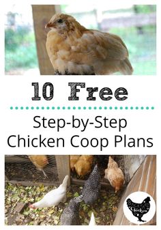 chickens in their coop with the words 10 free step - by - step chicken coop plans