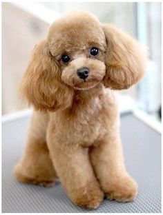 a small brown poodle sitting on top of a table