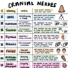 a graphic representation of craninal neves