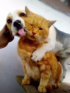 an orange and white dog is hugging a cat