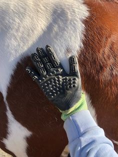 a gloved hand on the back of a brown and white horse