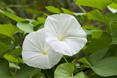 two white flowers with green leaves in the background