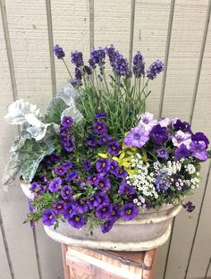 purple and white flowers are in a pot