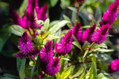 purple flowers are blooming in the sun