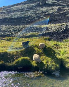 sheep grazing on the side of a hill with a rainbow in the sky behind them