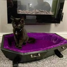 a black cat sitting on top of a purple suitcase