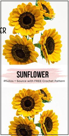 sunflower photoshopped with free crochet pattern on the bottom and bottom