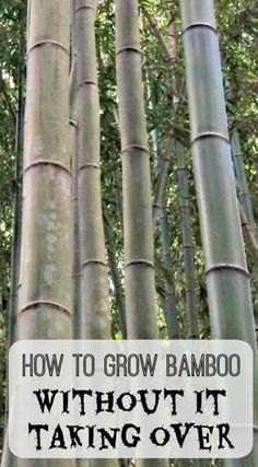 bamboo trees with the words how to grow bamboo without taking over