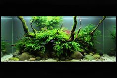 an aquarium filled with lots of green plants and rocks in front of the fish tank