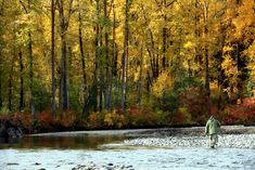 a man standing in the middle of a river surrounded by trees with yellow and orange leaves