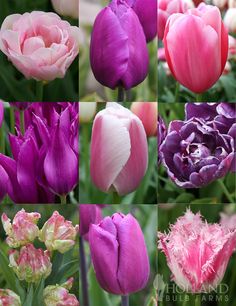 several different types of tulips are shown in multiple pictures, one is pink and the other is purple