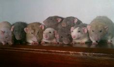 a group of mice sitting on top of a wooden shelf