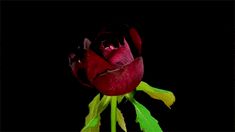 a single red rose with green leaves on a black background