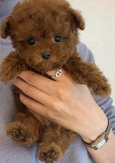 a person holding a brown teddy bear in their hands and looking at the camera while wearing a blue sweater