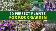 10 perfect plants for rock garden