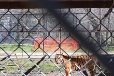 a tiger walking across a dirt field behind a fence