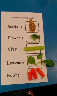 a plant life cycle is shown with carrots, leaves and seeds on it's side