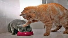 two cats eating out of a red bowl