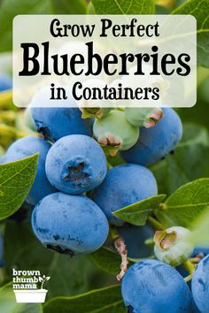 blueberries growing on the tree with text overlay that reads grow perfect blueberries in containers