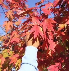 a person reaching up to a tree with red leaves