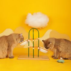 two cats are playing with each other in front of a cloud shaped object on a yellow background