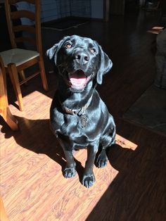 a black dog sitting on top of a wooden floor