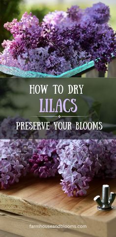 two pictures of purple lilac flowers for drying Diy Dried Flower Arrangement, Serenity Garden, Everlasting Flowers, Herbal Healing, Lilac Flowers, Dried Flower Arrangements, Back To Nature, Growing Flowers, How To Preserve Flowers