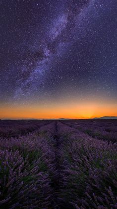 the night sky is filled with stars above lavender fields