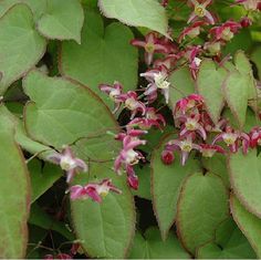 small red and white flowers growing on the side of a green leafy plant with leaves