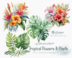 tropical flowers and plants watercolor clipart