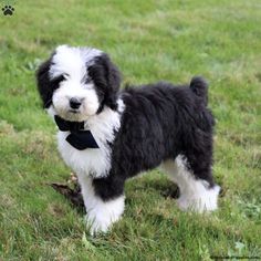 a small black and white dog with a bow tie on it's neck standing in the grass