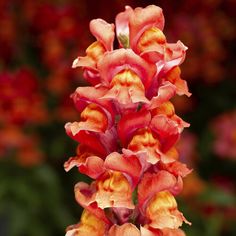 an orange and red flower with lots of flowers in the backgrounnds