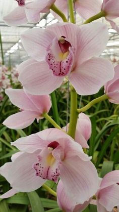 pink orchids are blooming in a greenhouse