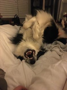 a black and white dog laying on its back with it's mouth open showing