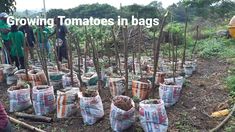 people standing around bags filled with plants in the middle of a field, and text growing tomatoes in bags