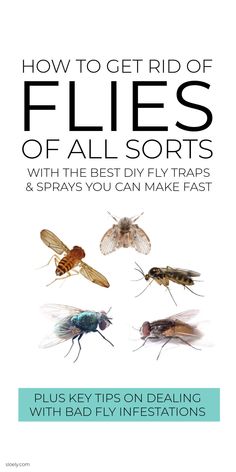 how to get rid of flies of all sorts with the best diy fly traps and sprays you can make fast