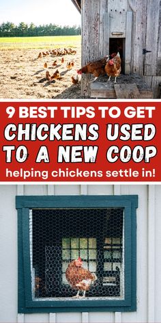 chickens in a coop with the words 9 best tips to get chickens used to a new coop