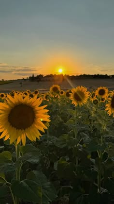 #ayçiçeği #yellow #sunflower Mystical Nature, Yellow Sunflower, No Face, I Think Of You, Nature Aesthetic, S B, F U, Couple Photography, Istanbul