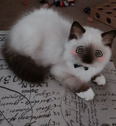 a white and brown cat laying on top of a piece of paper