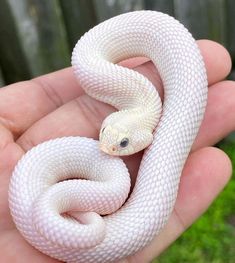 a small white snake is held in someone's hand