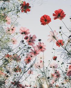 red and white flowers are in the sky