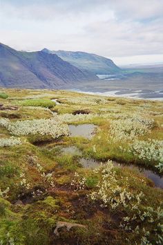 an open field with water and grass in the foreground, mountains in the background