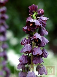 purple flowers are blooming in the garden